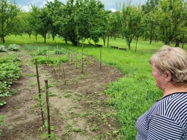 Kiskert program: a háztáji gazdálkodás támogatásával segítjük az öngondoskodást a Providenttel